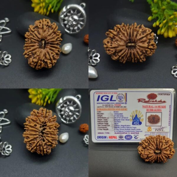 14-Mukhi Rudraksha Nepal (Multiple Sizes) - Image 17