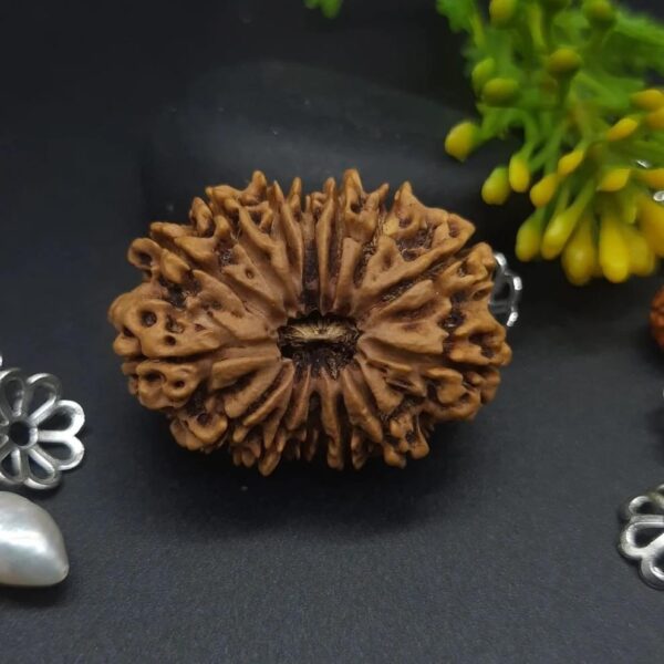14-Mukhi Rudraksha Nepal (Multiple Sizes) - Image 18