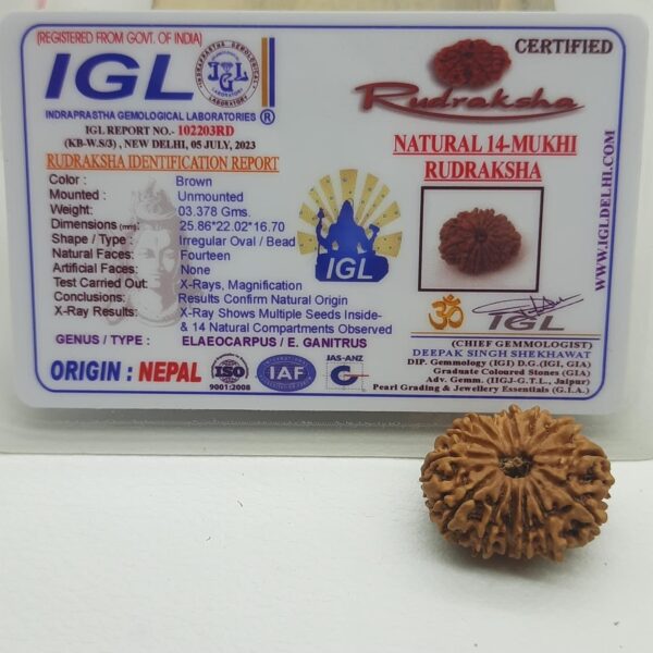 14-Mukhi Rudraksha Nepal (Multiple Sizes) - Image 19