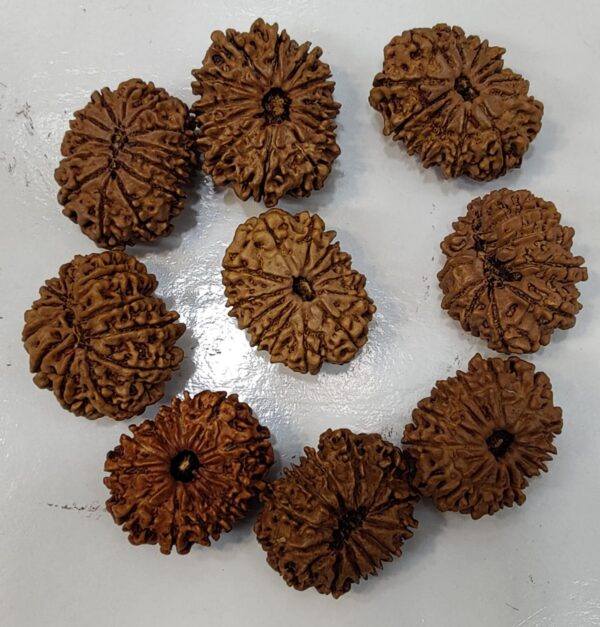 14-Mukhi Rudraksha Nepal (Multiple Sizes) - Image 20