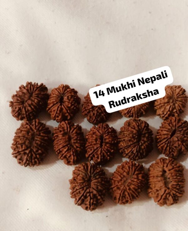 14-Mukhi Rudraksha Nepal (Multiple Sizes) - Image 10