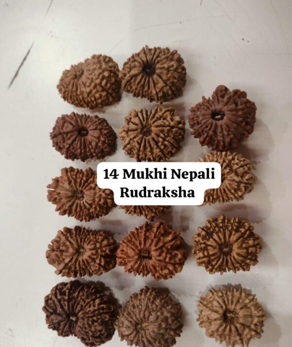 14-Mukhi Rudraksha Nepal (Multiple Sizes) - Image 11