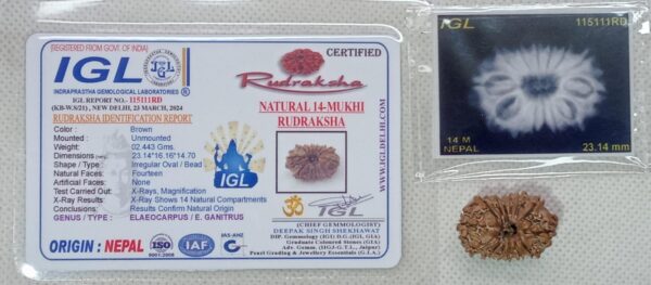 14-Mukhi Rudraksha Nepal (Multiple Sizes) - Image 12