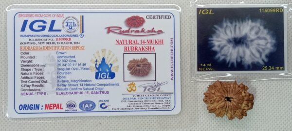 14-Mukhi Rudraksha Nepal (Multiple Sizes) - Image 13