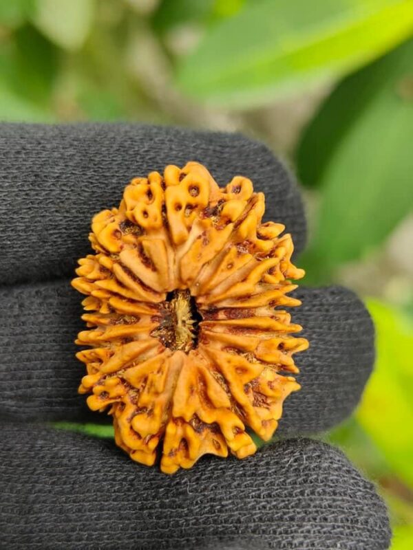 14-Mukhi Rudraksha Nepal (Multiple Sizes) - Image 14