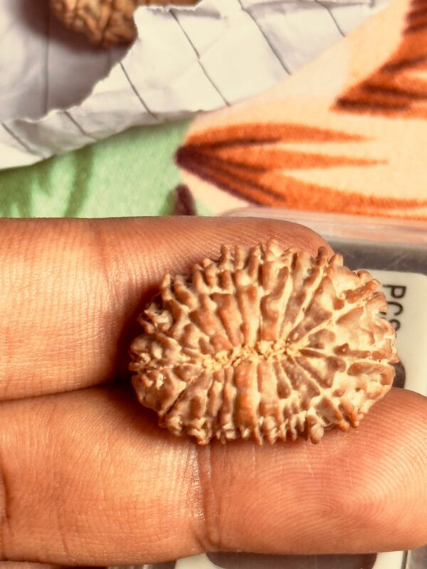 14-Mukhi Rudraksha Nepal (Multiple Sizes) - Image 15