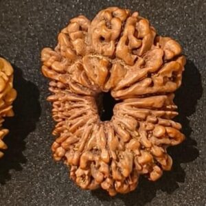 15-Mukhi Rudraksha Nepal