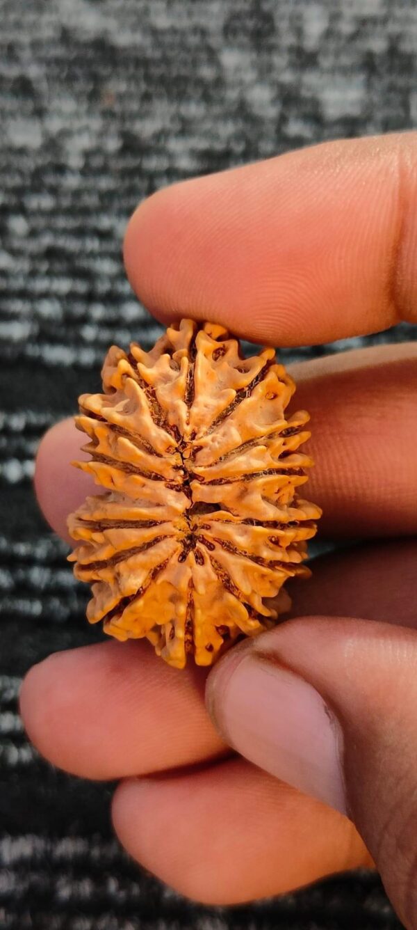 16-Mukhi Rudraksha Nepal (Different Sizes) - Image 6