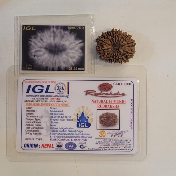 16-Mukhi Rudraksha Nepal (Different Sizes) - Image 5