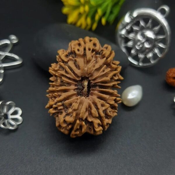 16-Mukhi Rudraksha Nepal (Different Sizes) - Image 4