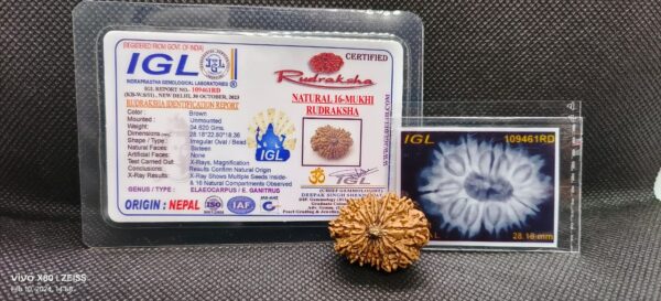 16-Mukhi Rudraksha Nepal (Different Sizes) - Image 3