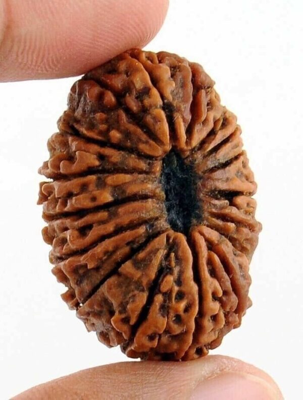 16-Mukhi Rudraksha Nepal (Different Sizes) - Image 8