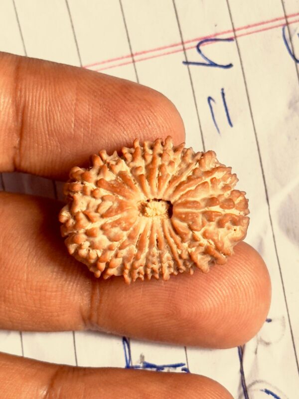 16-Mukhi Rudraksha Nepal (Different Sizes) - Image 9