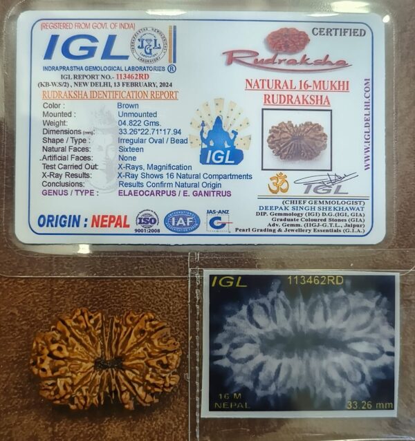 16-Mukhi Rudraksha Nepal (Different Sizes) - Image 10