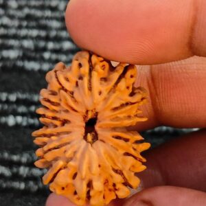 16-Mukhi Rudraksha Nepal (Different Sizes)