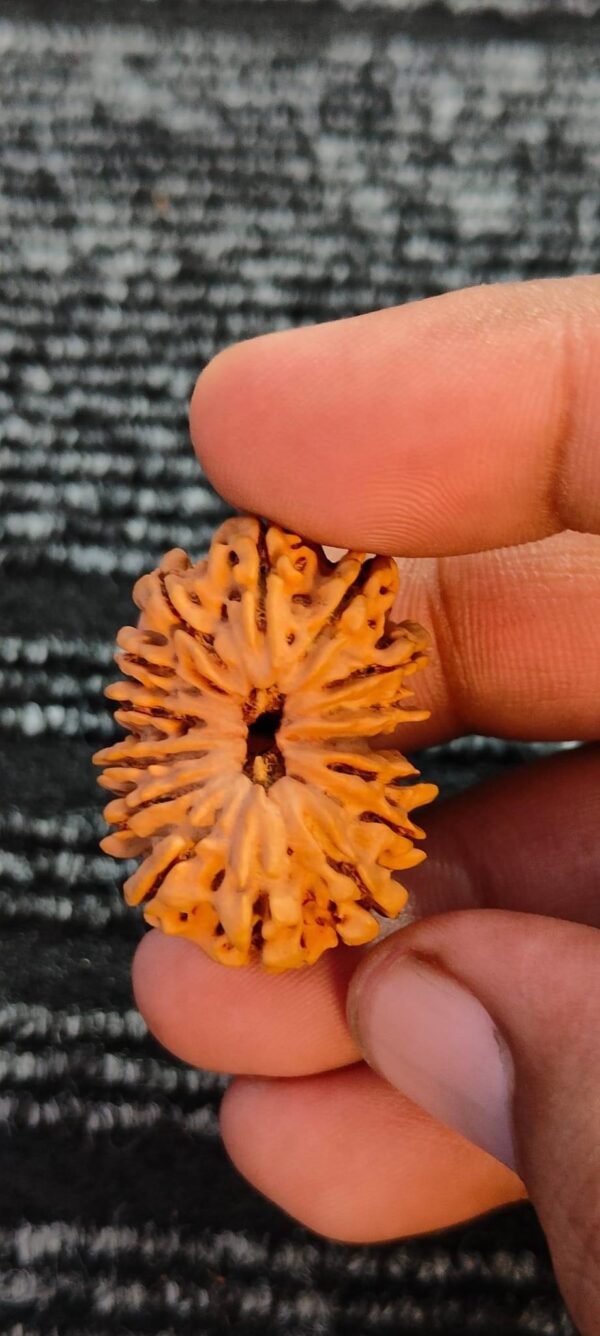 16-Mukhi Rudraksha Nepal (Different Sizes)