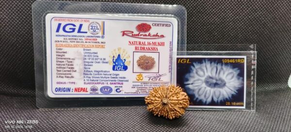 16-Mukhi Rudraksha Nepal (Different Sizes) - Image 2