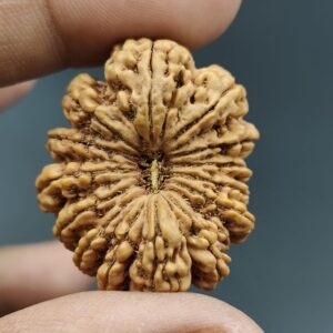 17-Mukhi Rudraksha Nepal