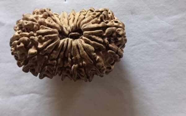 18-Mukhi Rudraksha Nepal - Image 3