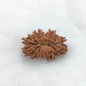 18-Mukhi Rudraksha Nepal