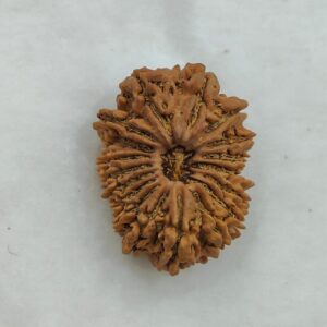 19-Mukhi Rudraksha Nepal