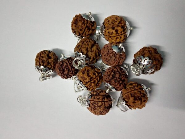 2-Mukhi Gol Rudraksha Himalayan