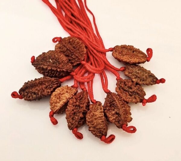 2-Mukhi Rudraksha Indian