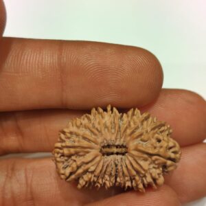 20-Mukhi Rudraksha Nepal