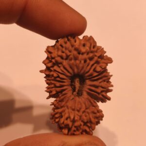 21-Mukhi Rudraksha Nepal