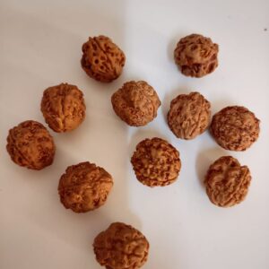 3-Mukhi Rudraksha Nepal