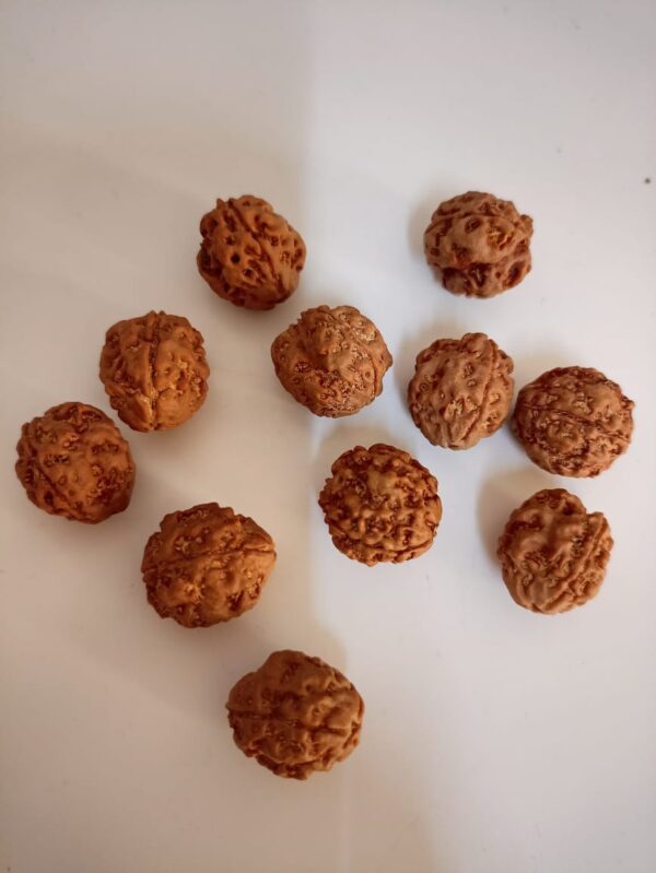 3-Mukhi Rudraksha Nepal