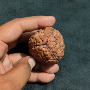 3-Mukhi Jupiter Rudraksha Indonesia