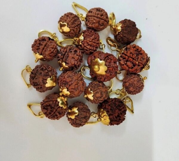 4-Mukhi Rudraksha Nepal