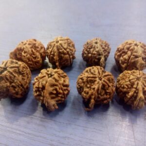 5-Mukhi Ganesh Rudraksha Nepal