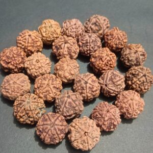 5-Mukhi Rudraksha Nepal
