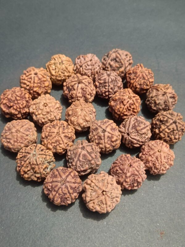5-Mukhi Rudraksha Nepal