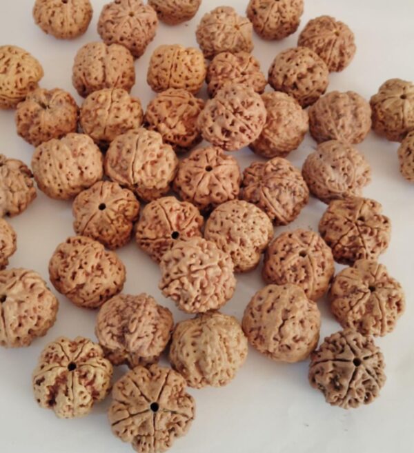 5-Mukhi Rudraksha Nepal - Image 2