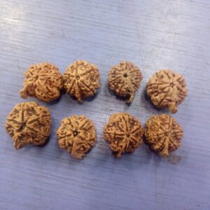 6-Mukhi Ganesh Rudraksha Nepal