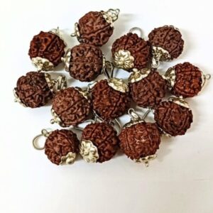 6-Mukhi Rudraksha Nepal