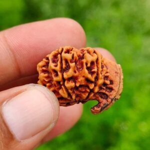 7-Mukhi Ganesh Rudraksh Nepal