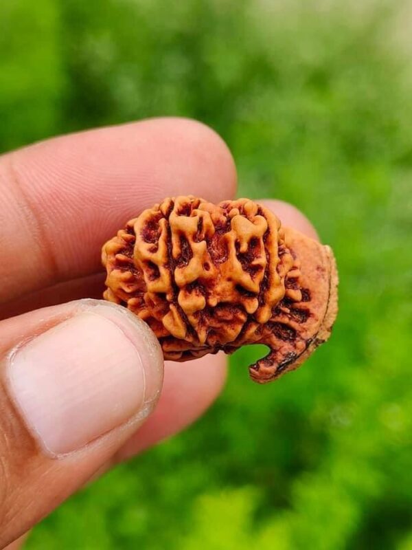 7-Mukhi Ganesh Rudraksh Nepal
