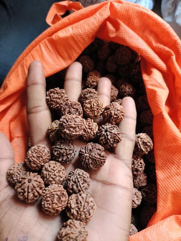 7-Mukhi Rudraksha Nepal - Image 2