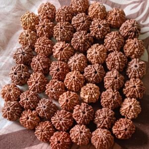 7-Mukhi Rudraksha Nepal