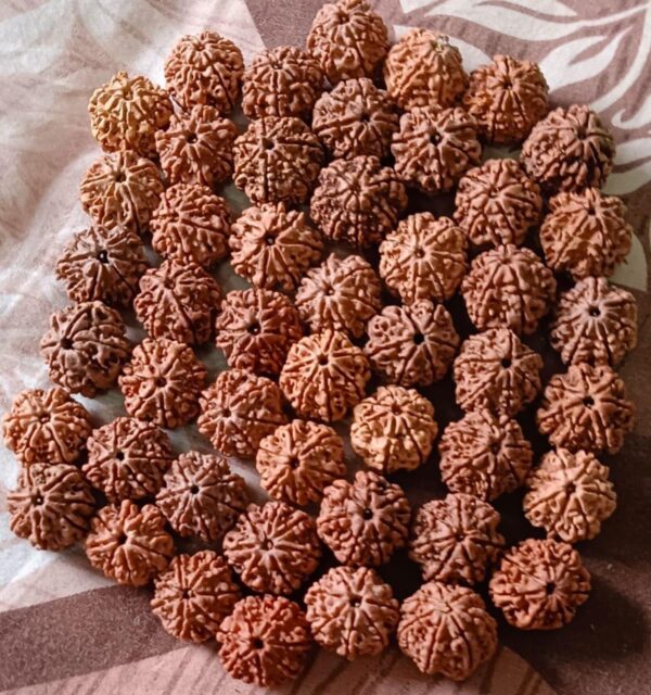 7-Mukhi Rudraksha Nepal