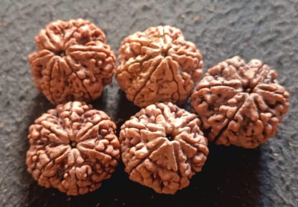 7-Mukhi Rudraksha Nepal - Image 3