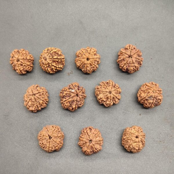 7-Mukhi Rudraksha Nepal - Image 4
