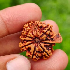 8-Mukhi Ganesh Rudraksha Nepal
