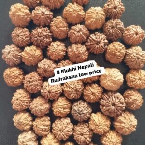 8-Mukhi Rudraksha Nepal