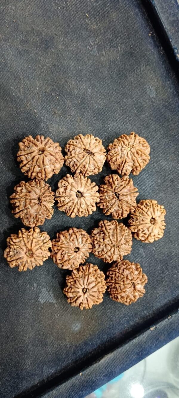 9-Mukhi Rudraksha Nepal - Image 3