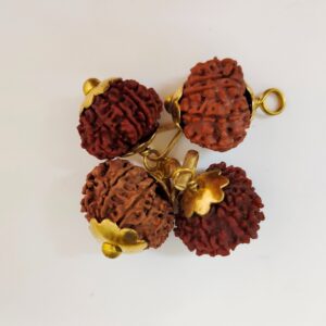 9-Mukhi Rudraksha Nepal